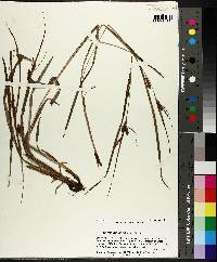 Carex gholsonii image