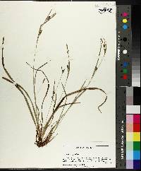 Carex gholsonii image