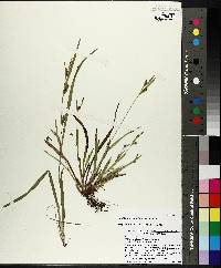 Carex gholsonii image