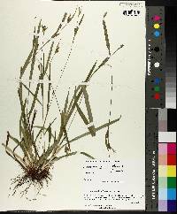 Carex gholsonii image