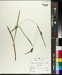 Carex gholsonii image