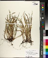 Carex abscondita image