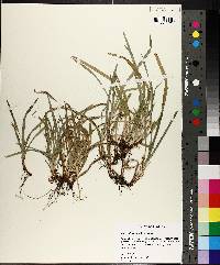 Carex abscondita image