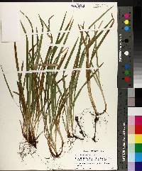 Carex abscondita image