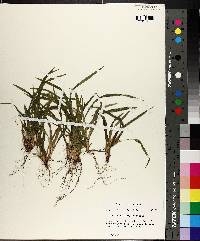 Carex abscondita image