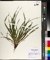 Carex abscondita image