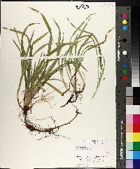 Carex abscondita image