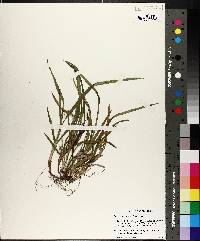 Carex abscondita image