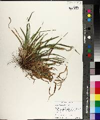 Carex abscondita image