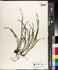 Carex abscondita image