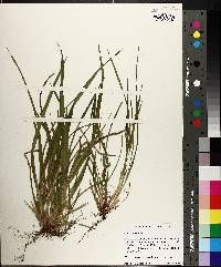 Carex abscondita image