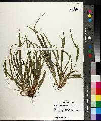 Carex abscondita image