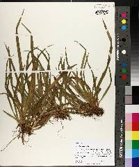 Carex abscondita image