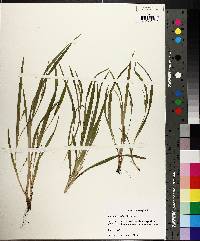 Carex abscondita image