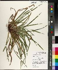 Carex abscondita image