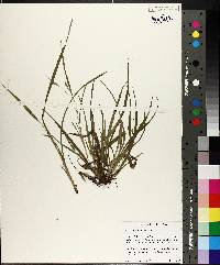 Carex abscondita image