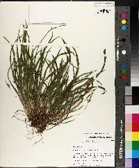 Carex abscondita image