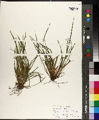 Carex abscondita image