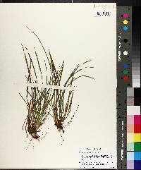 Carex abscondita image