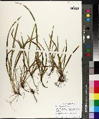 Carex abscondita image