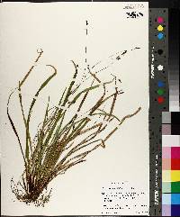 Carex austrocaroliniana image