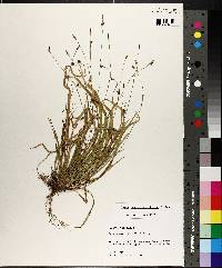 Carex austrocaroliniana image