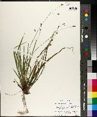 Carex austrocaroliniana image