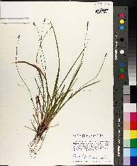 Carex austrocaroliniana image