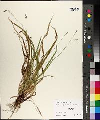 Carex austrocaroliniana image