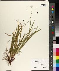 Carex austrocaroliniana image