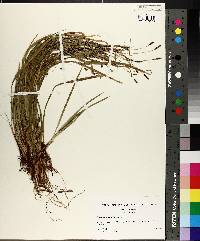 Carex austrocaroliniana image