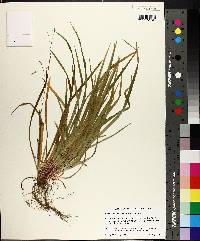 Carex austrocaroliniana image