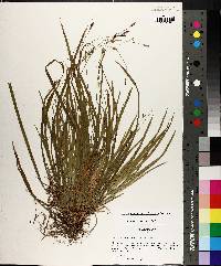 Carex austrocaroliniana image