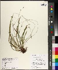 Carex austrocaroliniana image