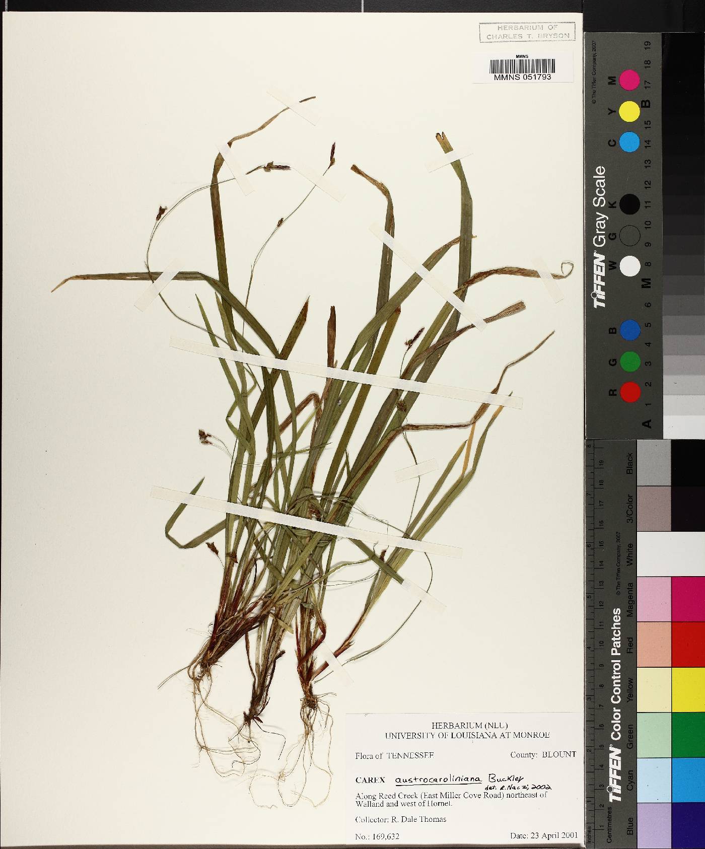 Carex austrocaroliniana image