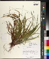 Carex austrocaroliniana image