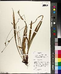 Carex laxiculmis image