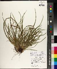 Carex cumberlandensis image