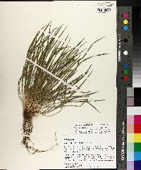 Carex cumberlandensis image