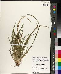 Carex cumberlandensis image