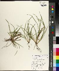 Carex cumberlandensis image