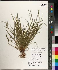 Carex cumberlandensis image