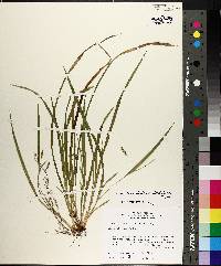 Carex cumberlandensis image