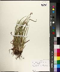 Carex cumberlandensis image