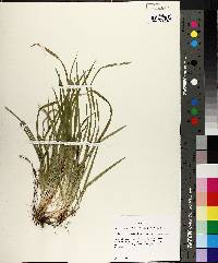 Carex cumberlandensis image