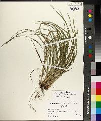 Carex cumberlandensis image