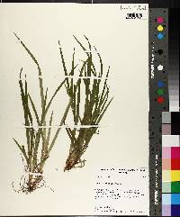 Carex cumberlandensis image