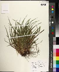 Carex cumberlandensis image