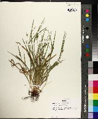 Carex cumberlandensis image