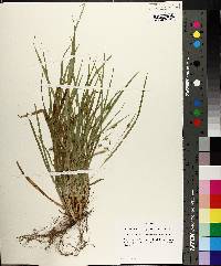 Carex cumberlandensis image